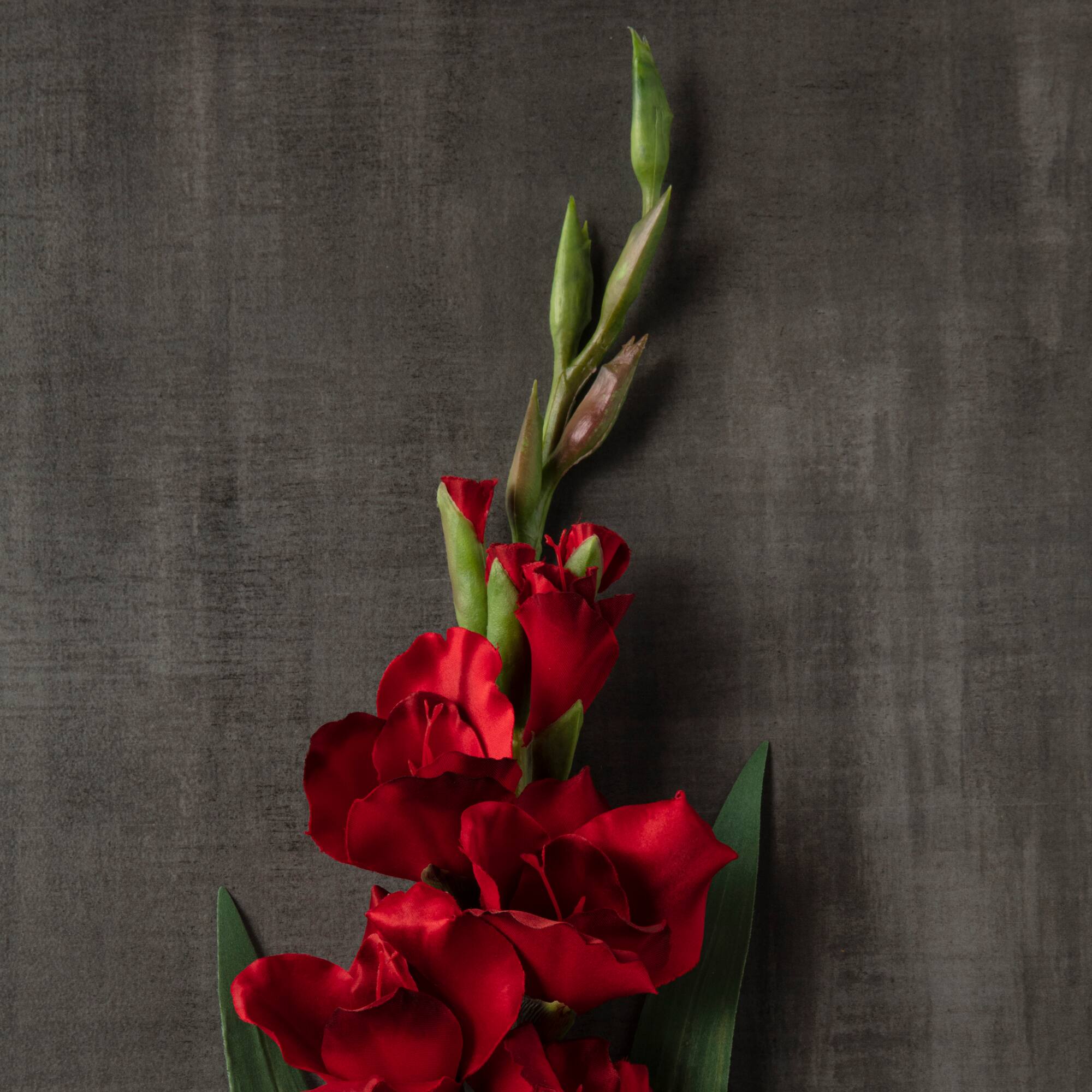 Gladiolus Stem by Ashland